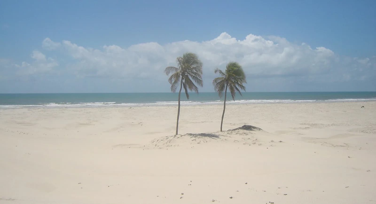 Os coqueiros Romeu e Julieta, marco de Mangue Seco, sozinhos na faixa deserta de areia